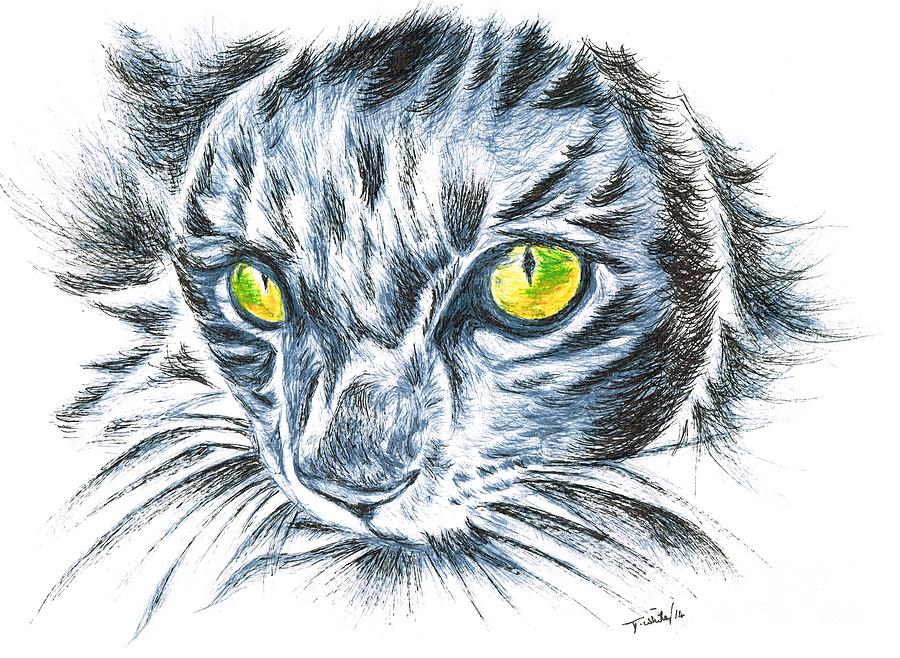 Toby green eyed cat Drawing by Teresa White - Fine Art America