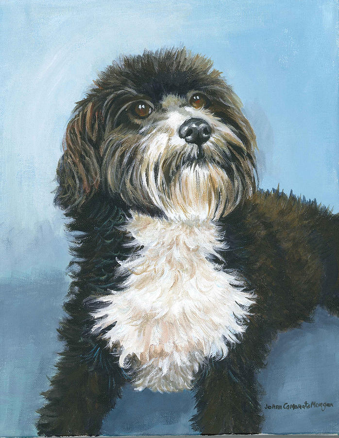 Dog Painting - Toby Havanese dog by JoAnn Morgan Smith