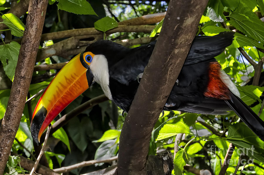 Toco Toucan Bird Photograph by Jon Berghoff - Fine Art America