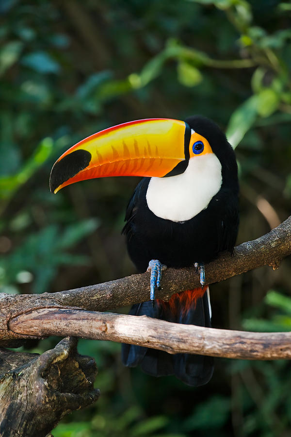 Toco Toucan Photograph by David Davis - Fine Art America