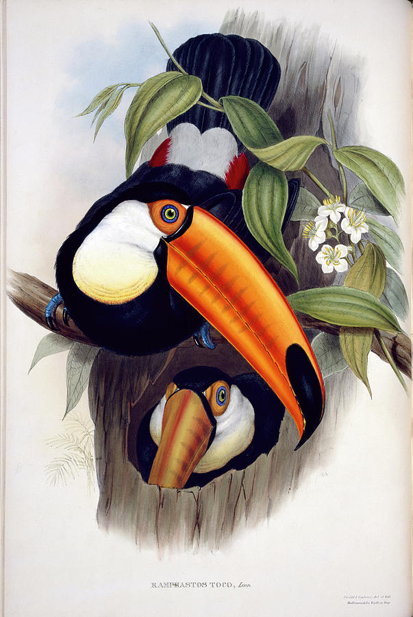 Toco Toucan Photograph by Natural History Museum, London/science Photo Library