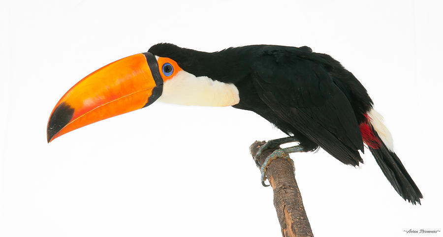 Toco Toucan on White 2 Photograph by Avian Resources