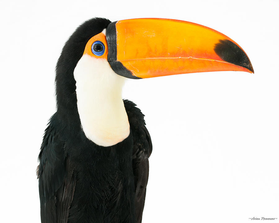 Toco Toucan on White Photograph by Avian Resources