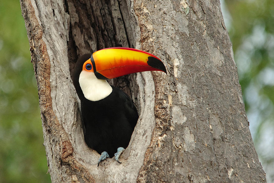 Toco Toucan perched in nesthole in the Pantanal wetlands of Brazil Photograph by Image captured by Joanne Hedger