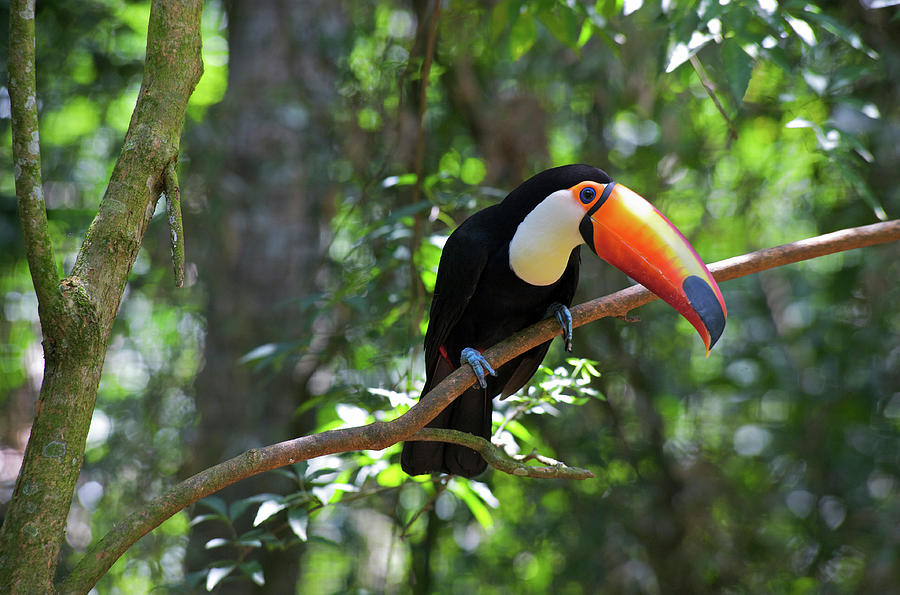 Toco Toucan (ramphastos Toco Photograph by Andres Morya Hinojosa