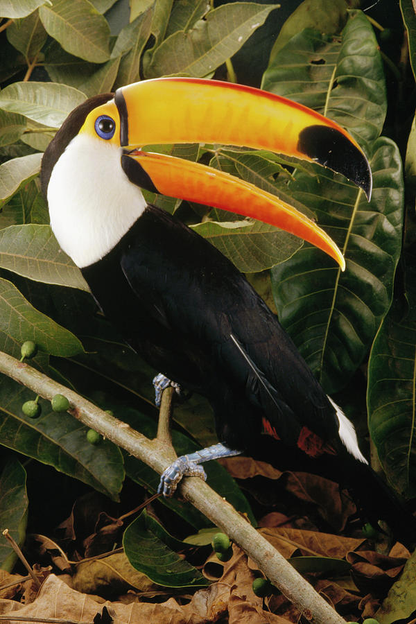 Toco Toucan Ramphastos Toco Calling Photograph by Claus Meyer