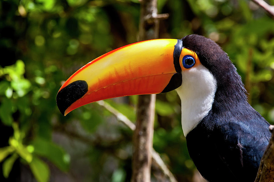 Toco Toucan Ramphastos Toco Photograph by Leonardo Merçon - Fine Art ...