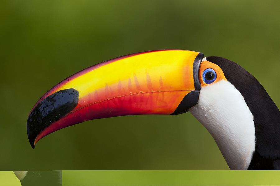 Animal Photograph - Toco toucan by Science Photo Library
