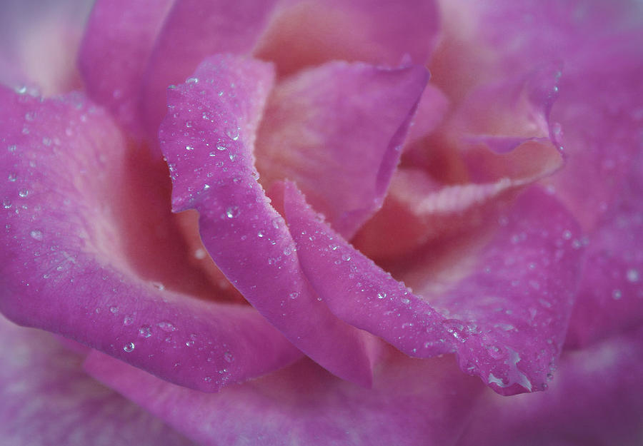 Rose Photograph - Today is a Blessing by The Art Of Marilyn Ridoutt-Greene