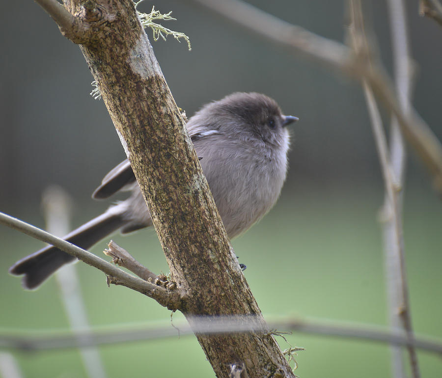 Today the Bushtits Appear Photograph by Ronda Broatch