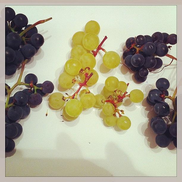 Grape Photograph - Today We Had A Grape Tasting Evening by Aimar R