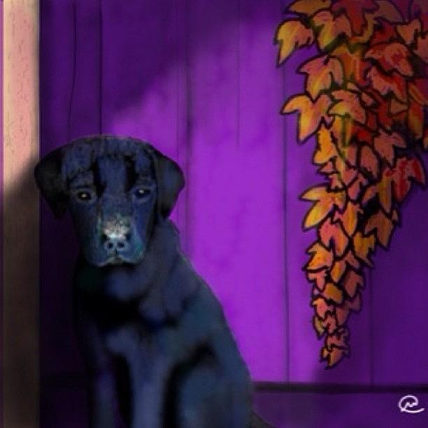 Todays Daily Draw Of Pet Photograph by Michelle Cronin