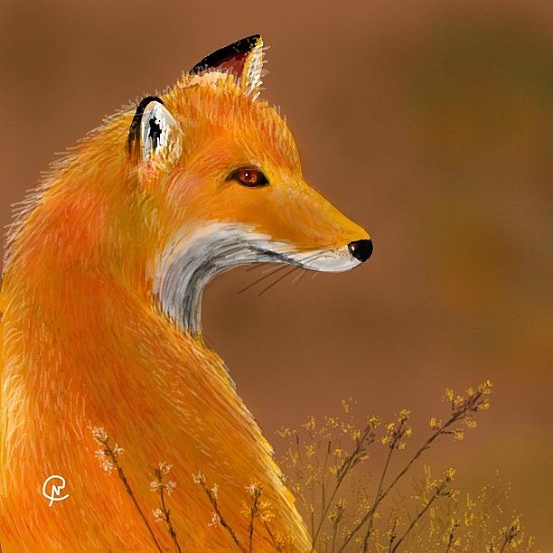Todays Daily Word - Fox 
i Saw One Photograph by Michelle Cronin
