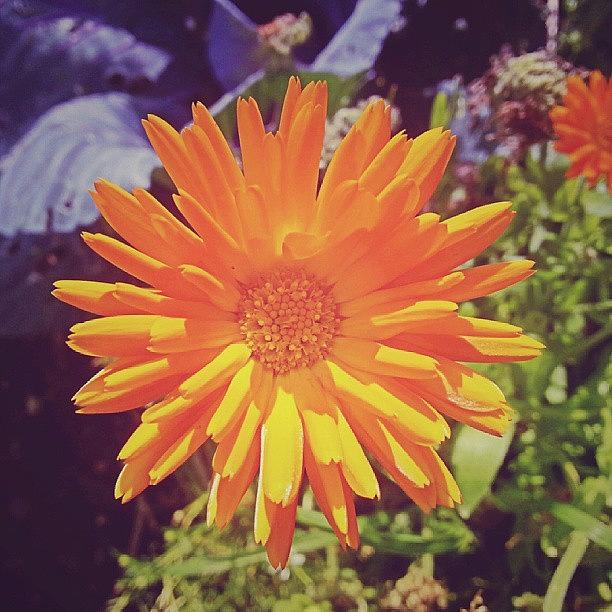 Cabbage Photograph - Todays #marigold.... #flower #petals by Linandara Linandara