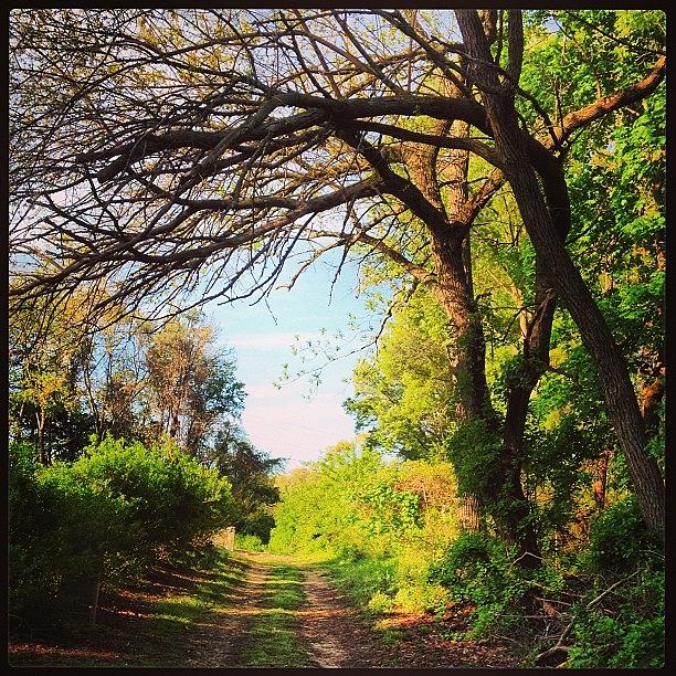 Tree Photograph - Todays Tranquility: A Hidden Path by Bree Shirvell