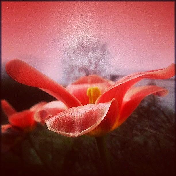 Spring Photograph - #todays #tulips @ #pendinas by Linandara Linandara