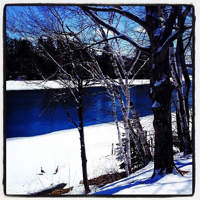 Geese Photograph - Todays View. #springiscomingsoon by Amber Knaffle