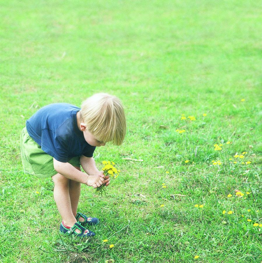 Toddler Picking Flowers Photograph by Eddie Lawrence/science Photo Library