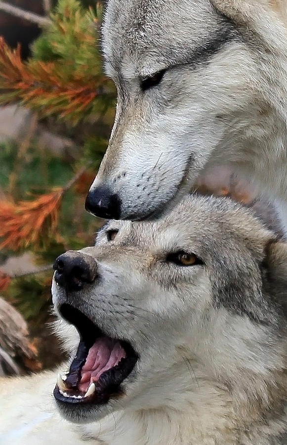 Wolves Photograph - Together At Last by Athena Mckinzie
