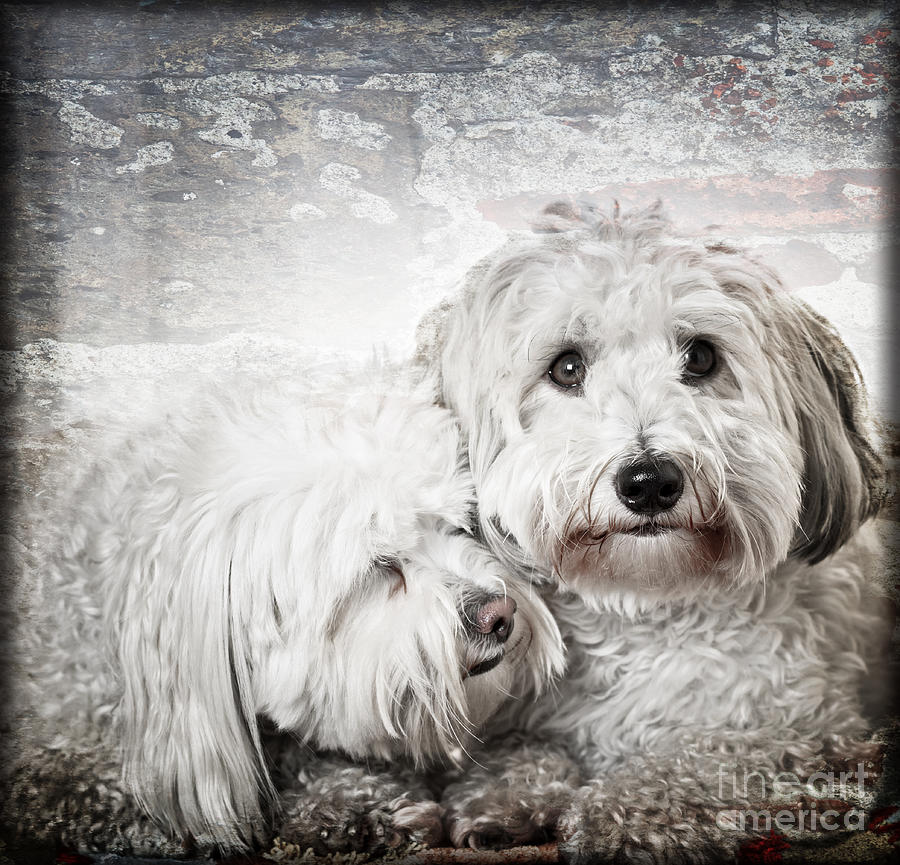 Dog Photograph - Together by Elena Elisseeva