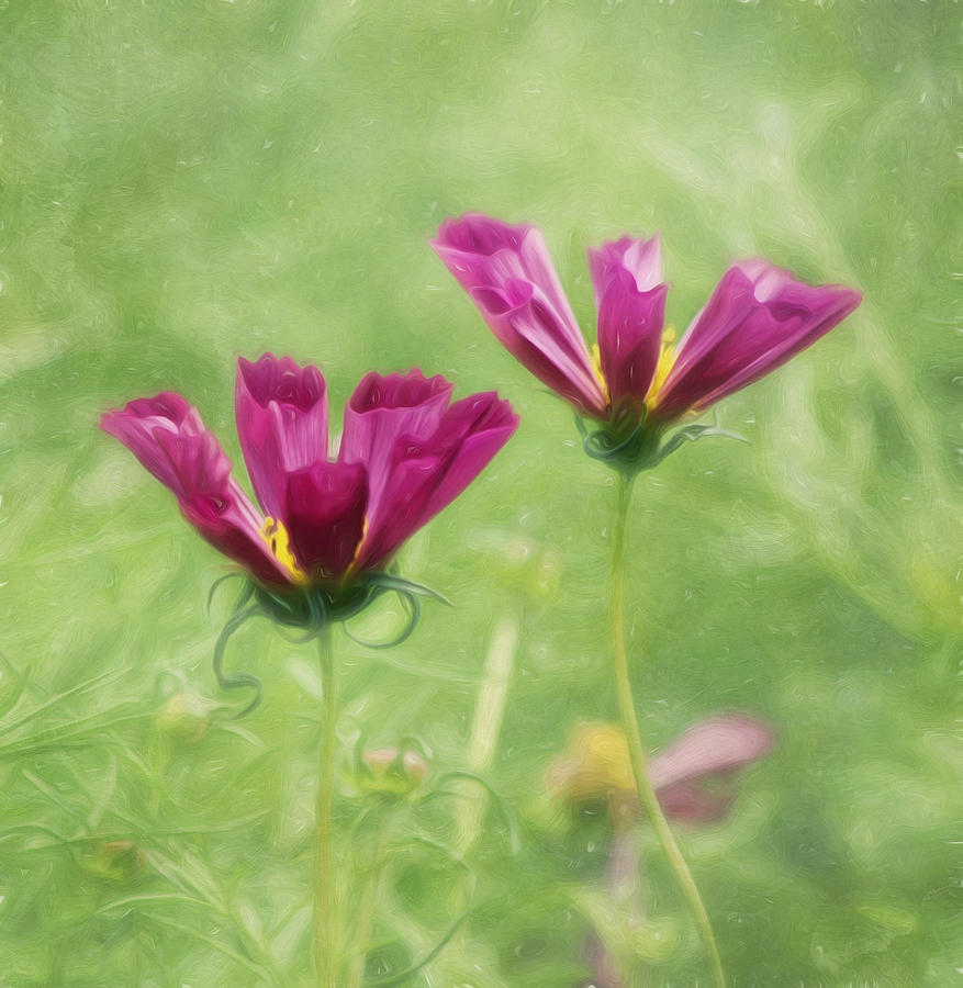 Flower Photograph - Together by Kim Hojnacki