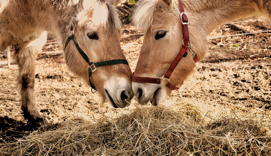 Two horses Photograph by Mike Santis