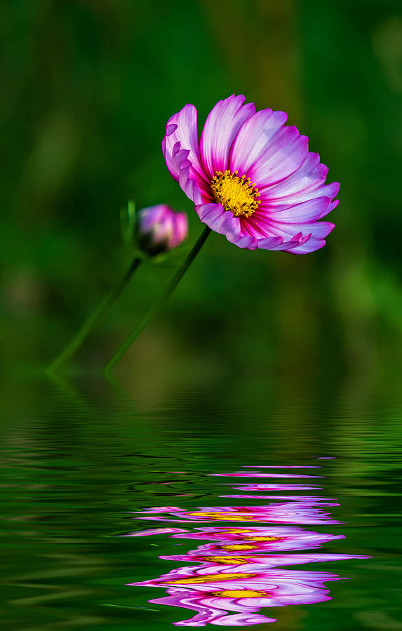 Nature Photograph - Together...Always Reflection by Steve Harrington