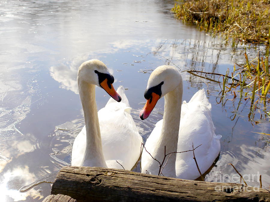 Nature Photograph - Togetherness by John Chatterley