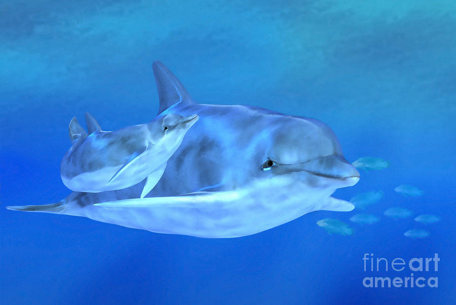 Dolphin Digital Art - Togetherness by John Edwards