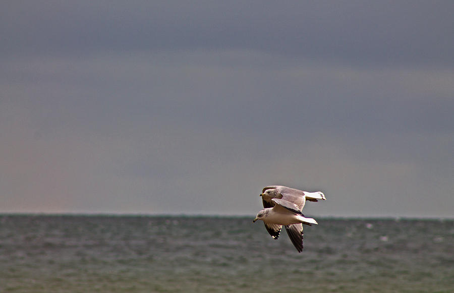 Seagull Photograph - Togetherness by Rhonda Humphreys Seagull Photograph - Togetherness by Rhonda Humphreys