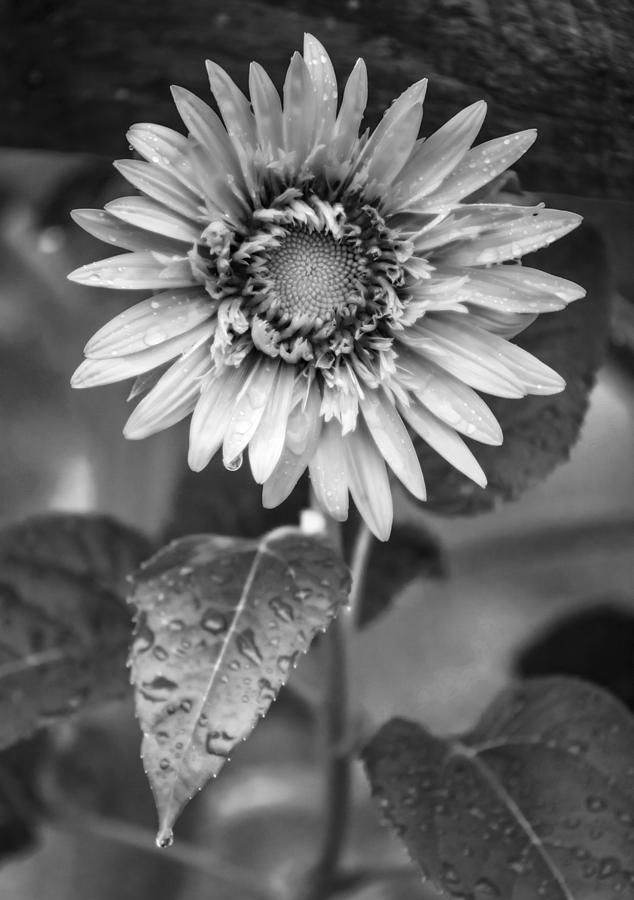 Tohokujhae Sunflower in Black and White Photograph by Tracy Winter