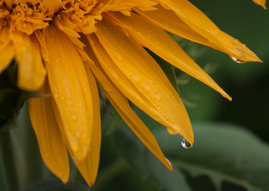 Tohokujhae Sunflower with Rain Drops Photograph by Tracy Winter