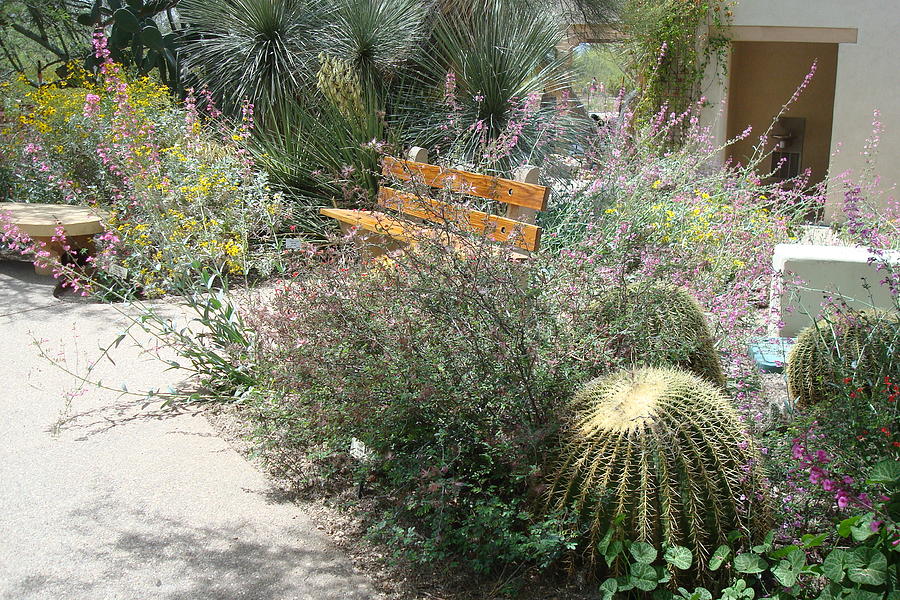 Tucson Photograph - Tohono Chul Gardens by Susan Woodward