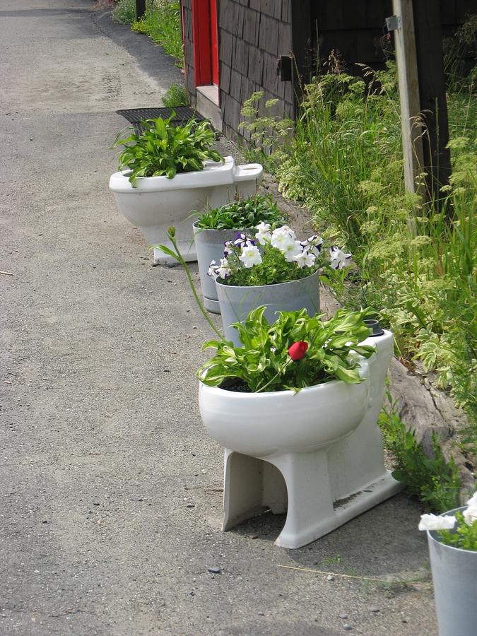 Toilet Planters Photograph by Nina Kindred