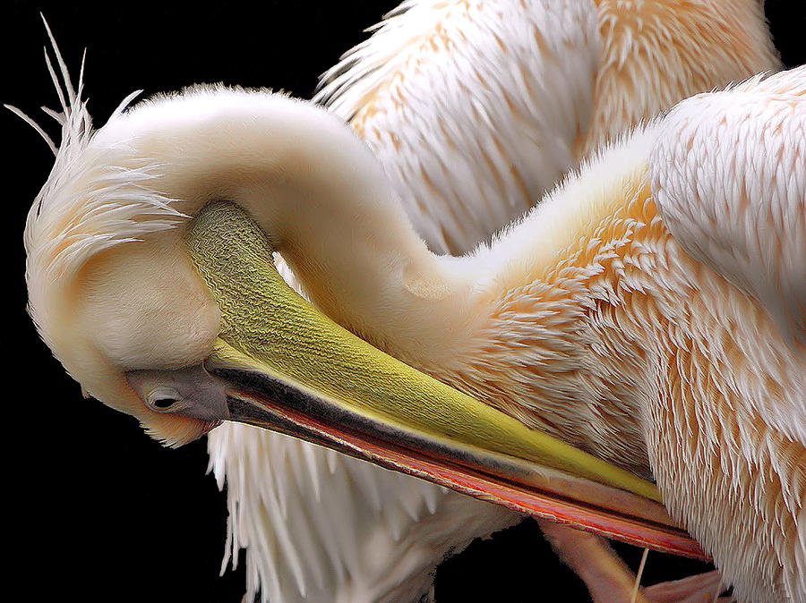 Pelican Photograph - Toileting... by Thierry Dufour