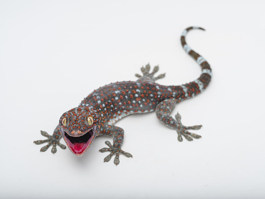 Tokay, Gecko, Calling gecko - Gekko gecko Photograph by Arun Roisri