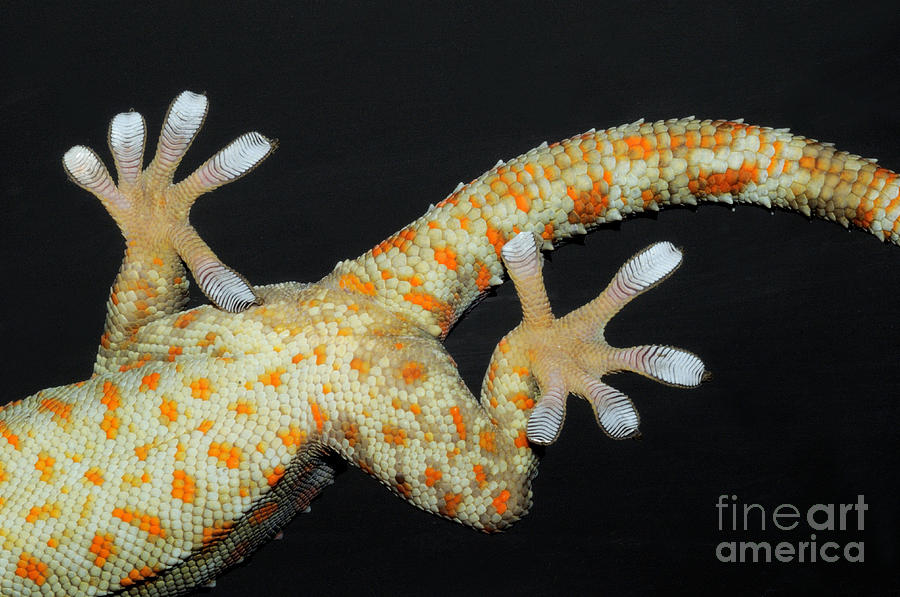 Tokay Gecko Feet Photograph by Fletcher and Baylis