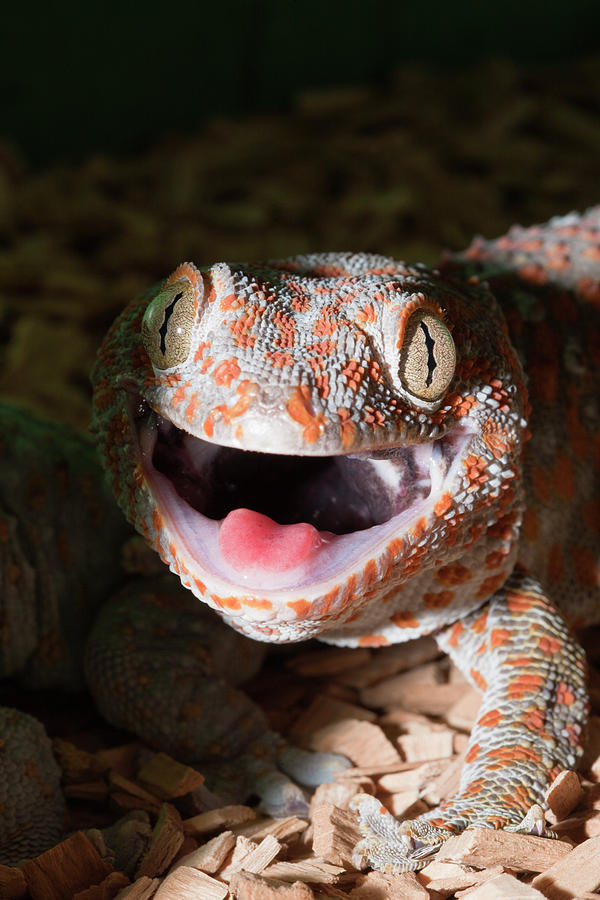 Tokay Gecko Gekko Gecko With Open Jaw Photograph by Reinhard Dirscherl
