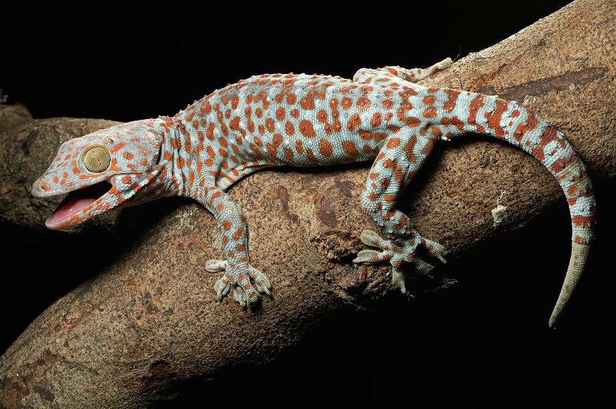 Tokay Gecko In Defensive Display Photograph by Chien Lee