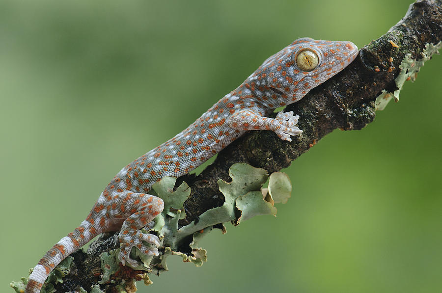 Tokay Gecko Juvenile Thailand Photograph by Chien Lee