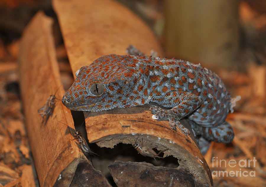 Tokay Gecko Photograph by Kathy Baccari