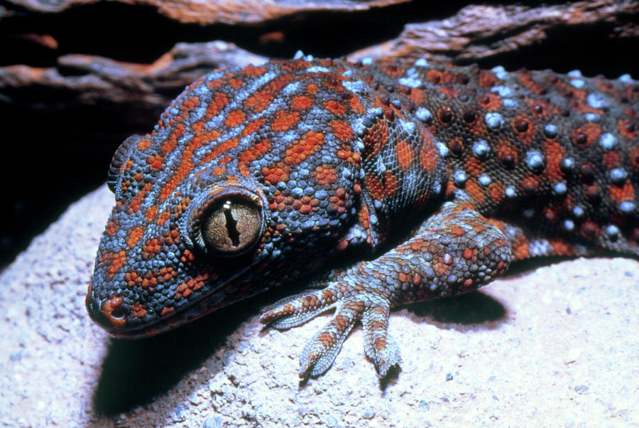 Tokay (gekko Gecko) by Keith Kent/science Photo Library