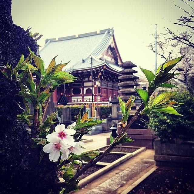 Japan Photograph - Tokyo + Sakura ::: #japan #sakura by Roberto Maxwell