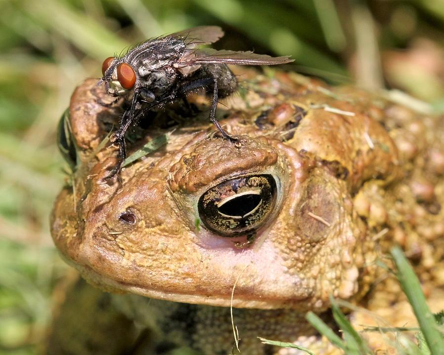 Tolerant Toad Photograph by Doris Potter