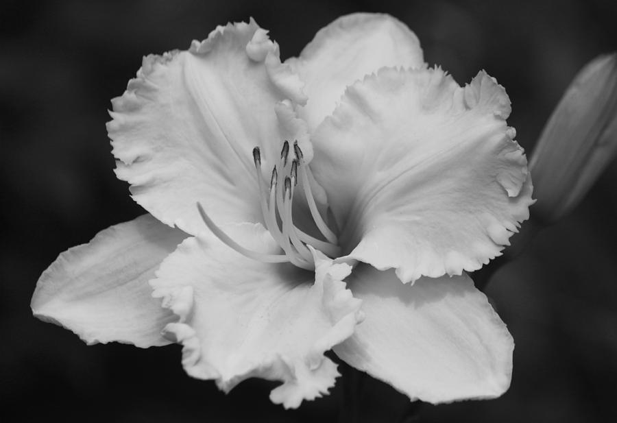 Tom Leonard Daylily - Black and White Photograph by Suzanne Gaff