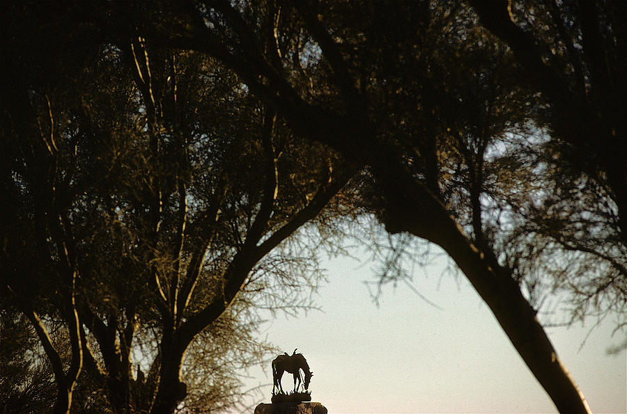 Tom Mix monument to his horse Tony near Florence Arizona 1984 Photograph by David Lee Guss