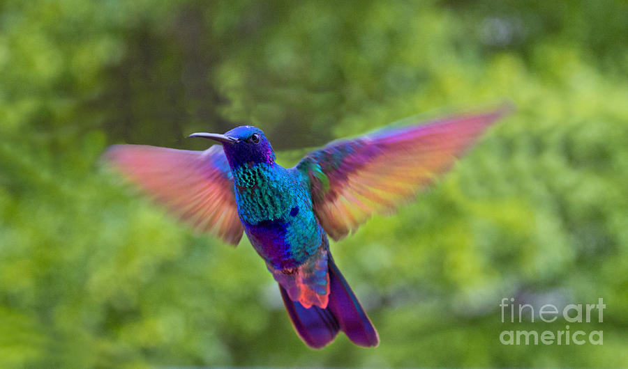 Hummingbird Photograph - Tom Thumb Showing Off by Al Bourassa