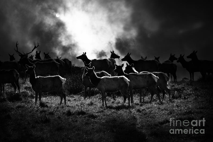 Animal Photograph - Tomales Bay Harem Under The Midnight Moon - 7D21241 - Black and White by Wingsdomain Art and Photography