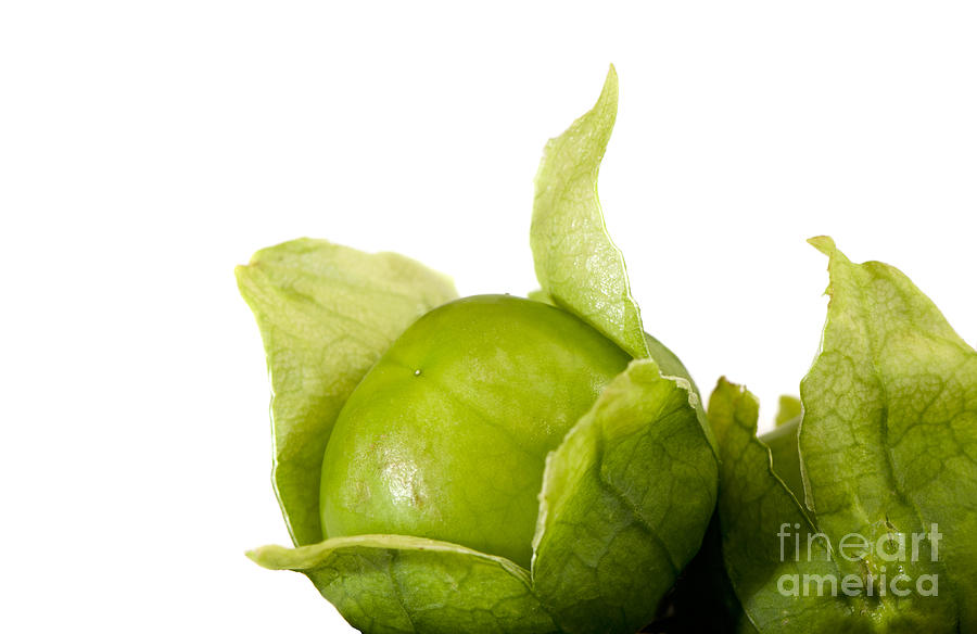 Tomatillo fruit close-up on white background Photograph by Perry Van Munster