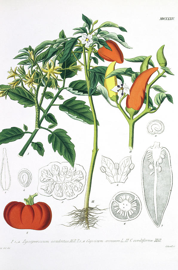 Tomato And Peppers Photograph by Natural History Museum, London/science Photo Library